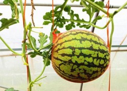 凤凰网吃瓜,揭秘娱乐圈幕后真相，带你领略明星们的真实生活